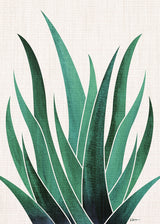 Desert Agave Cactus Poster och Canvastavla