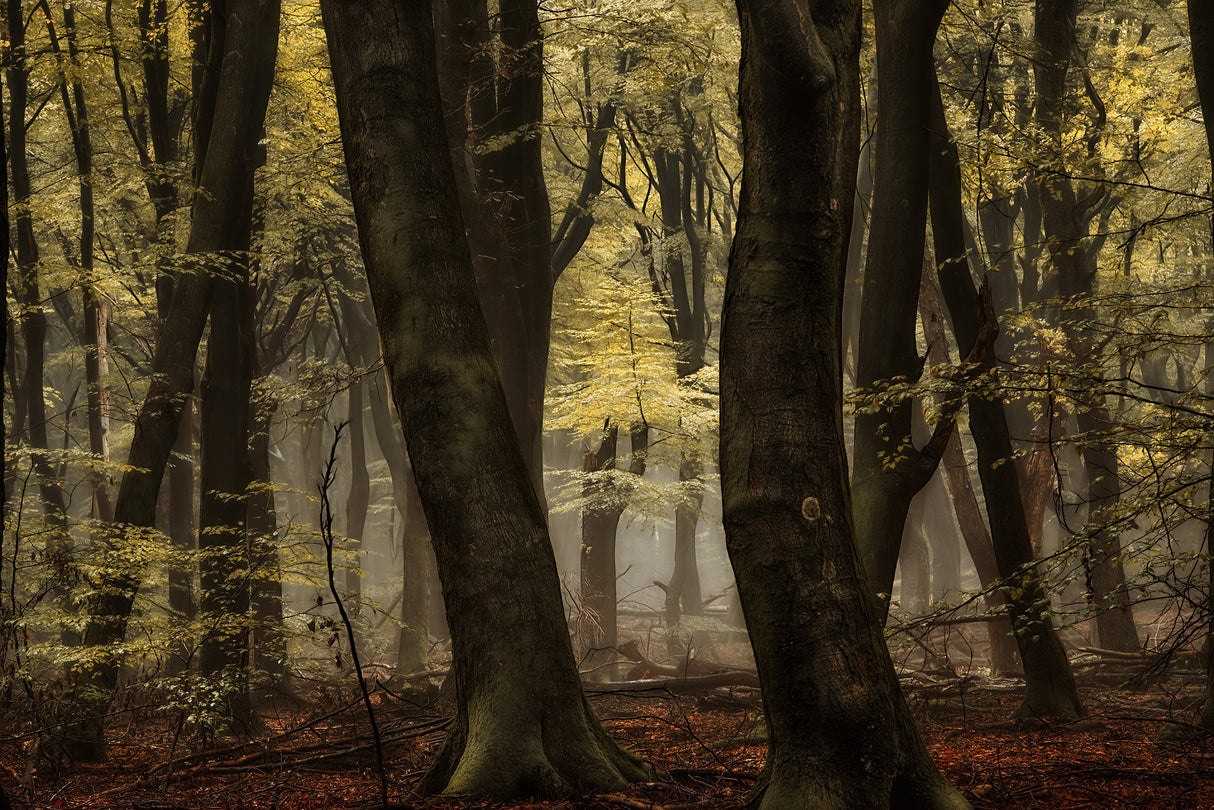 Hidden Beauty Poster och Canvastavla