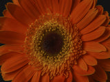 beautiful flower Poster och Canvastavla