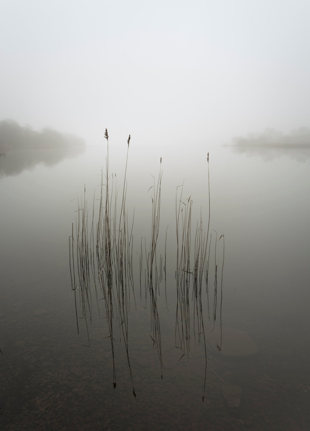 Reeds in the mist Poster och Canvastavla