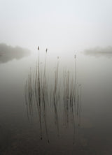 Reeds in the mist Poster och Canvastavla