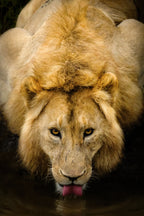 The King Poster och Canvastavla