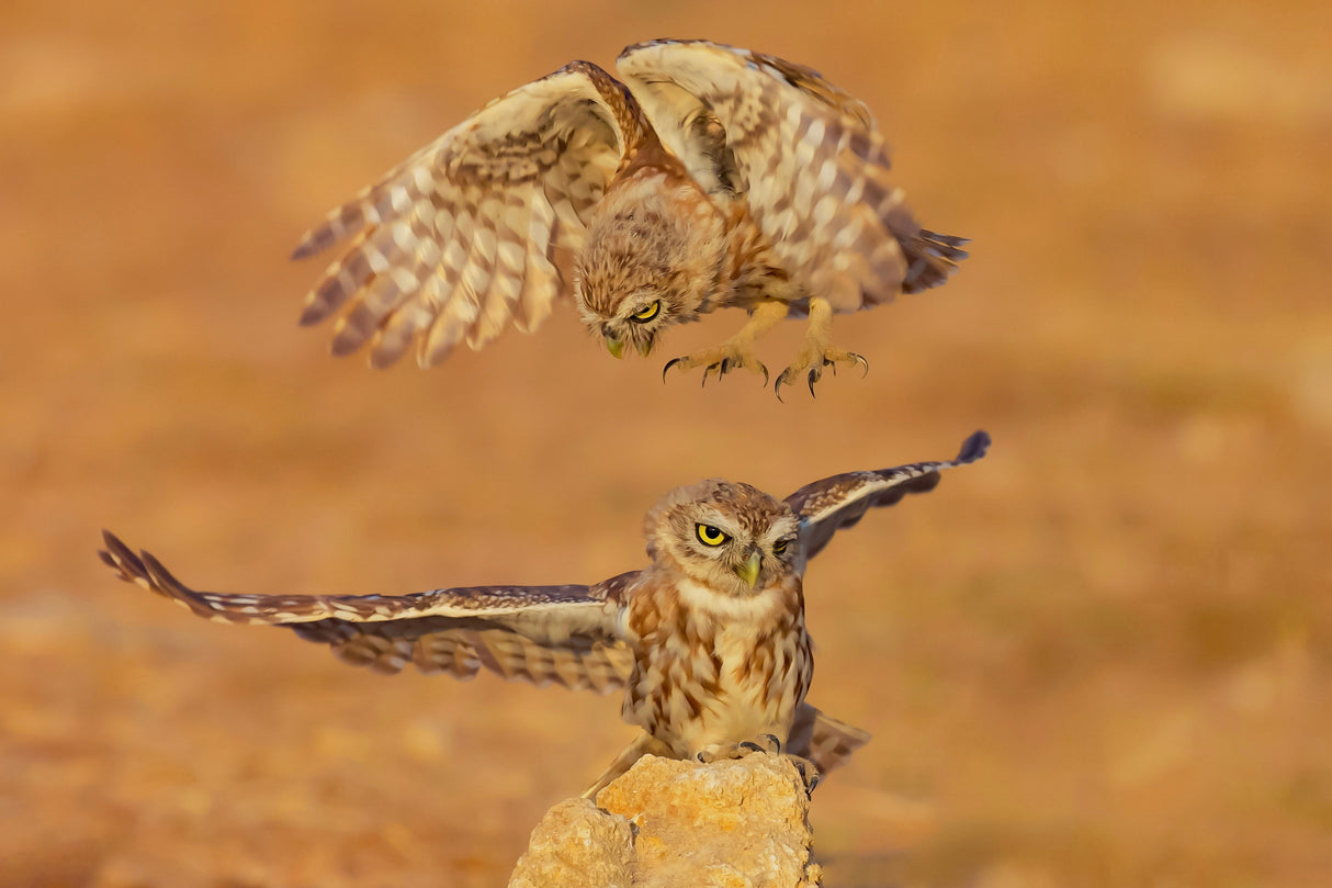 Little owls Poster och Canvastavla