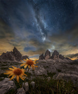 Even the flowers seem to be fascinated by the stars Poster och Canvastavla