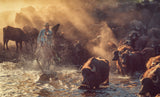 The buffalo shepherd Poster och Canvastavla