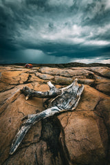 Drift wood Poster och Canvastavla
