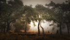 Foggy memory  of the past Poster och Canvastavla
