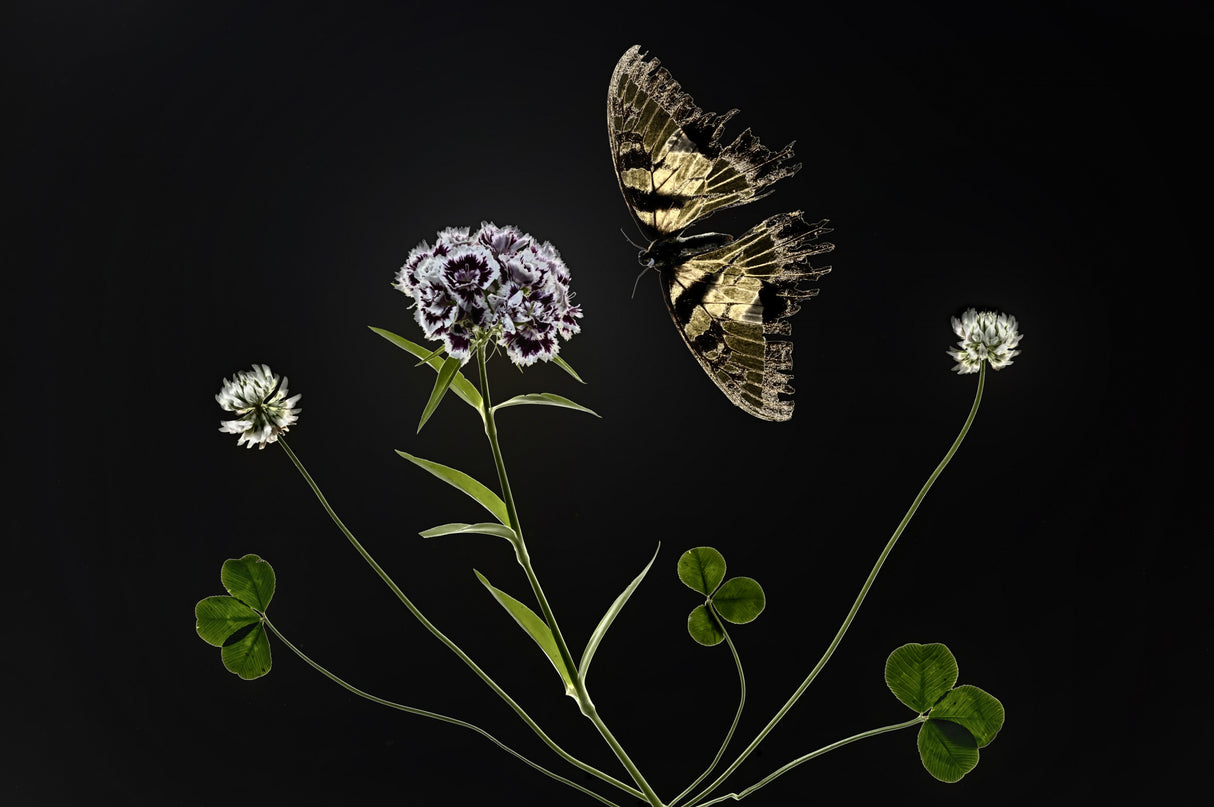 Butterfly and Flowers Poster och Canvastavla