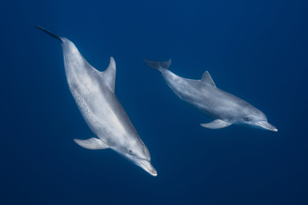 Bottlenose dolphins Poster och Canvastavla
