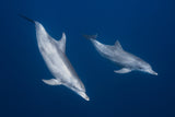 Bottlenose dolphins Poster och Canvastavla