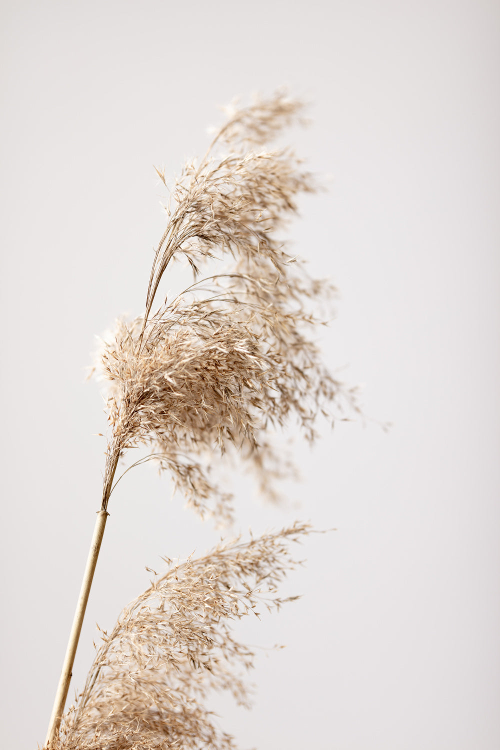 Reed Grass Grey 03 Poster och Canvastavla