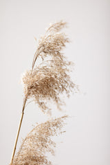 Reed Grass Grey 03 Poster och Canvastavla