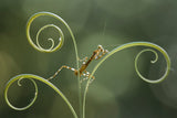 Brown Mantis on Leaf Edge Poster och Canvastavla