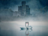 Windsor Castle and Swan Poster och Canvastavla