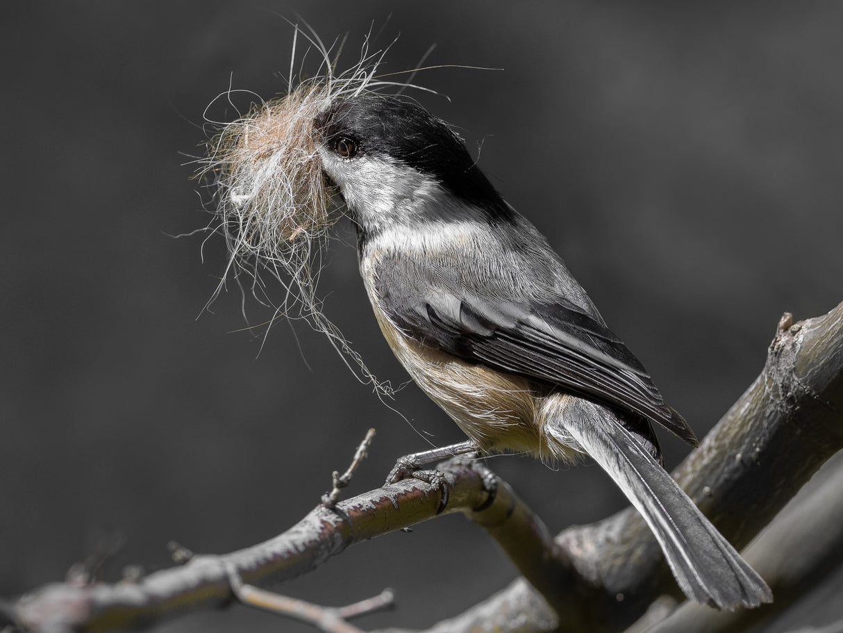 Chickadee mustachio Poster och Canvastavla