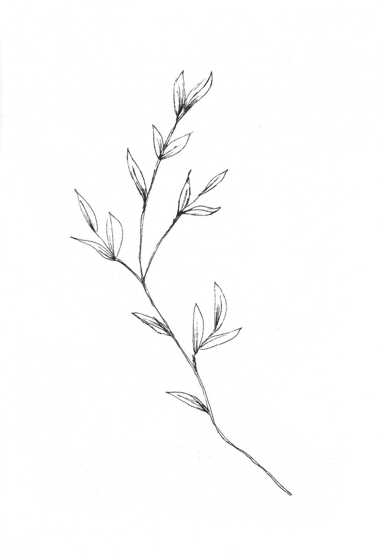 Botanical 4 Poster och Canvastavla