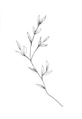 Botanical 4 Poster och Canvastavla