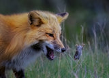 Fox Playing With Mouse - III Poster och Canvastavla