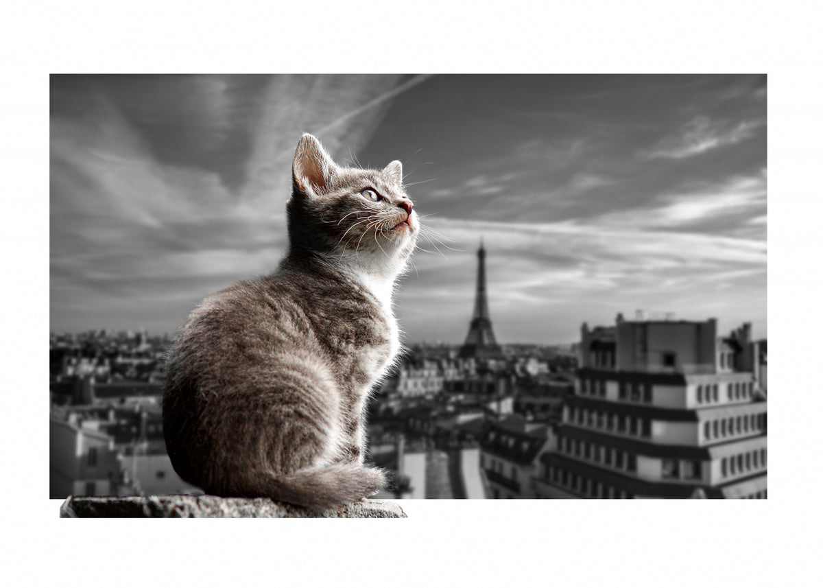 The Eiffel Cat Poster och Canvastavla