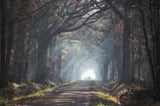 automne forest Poster och Canvastavla