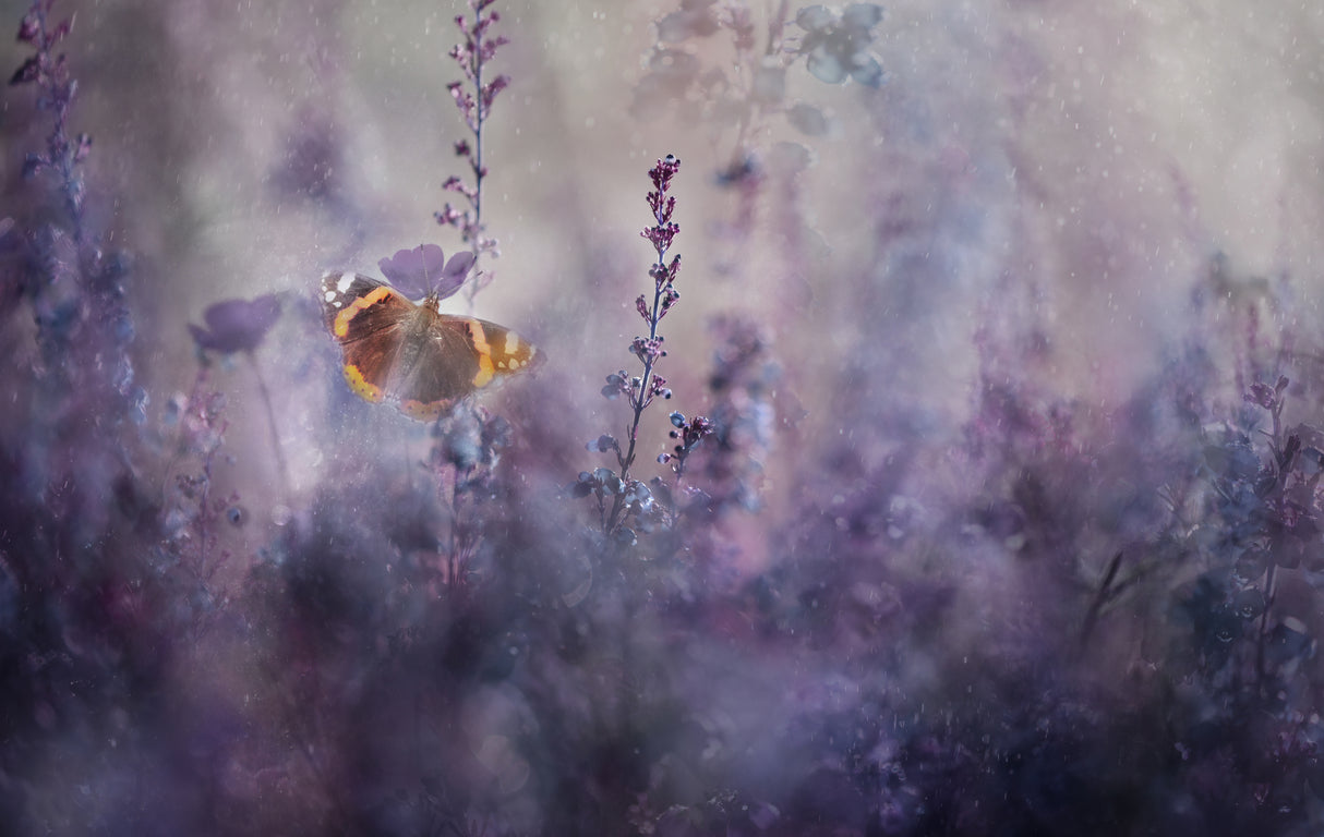 In a meadow ll Poster och Canvastavla