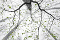 Leaves of spring Poster och Canvastavla