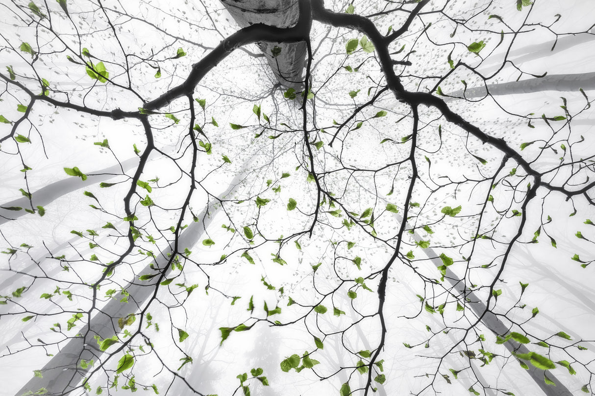 Leaves of spring Poster och Canvastavla