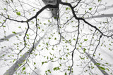 Leaves of spring Poster och Canvastavla