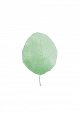 Single Leaf Poster och Canvastavla