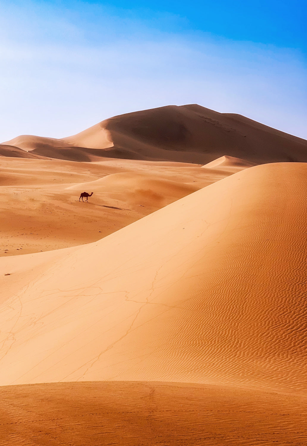 Camel in the dune maze Poster och Canvastavla