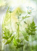 Fragile freshness Poster och Canvastavla