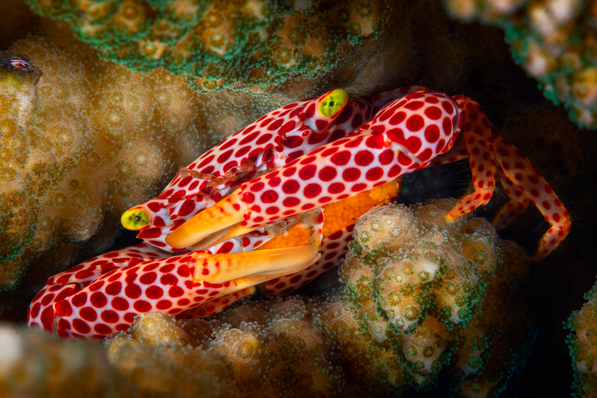 Red Spotted Guard Crab Poster och Canvastavla