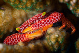 Red Spotted Guard Crab Poster och Canvastavla