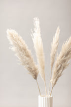 Pampas Grass Grey 05 Poster och Canvastavla