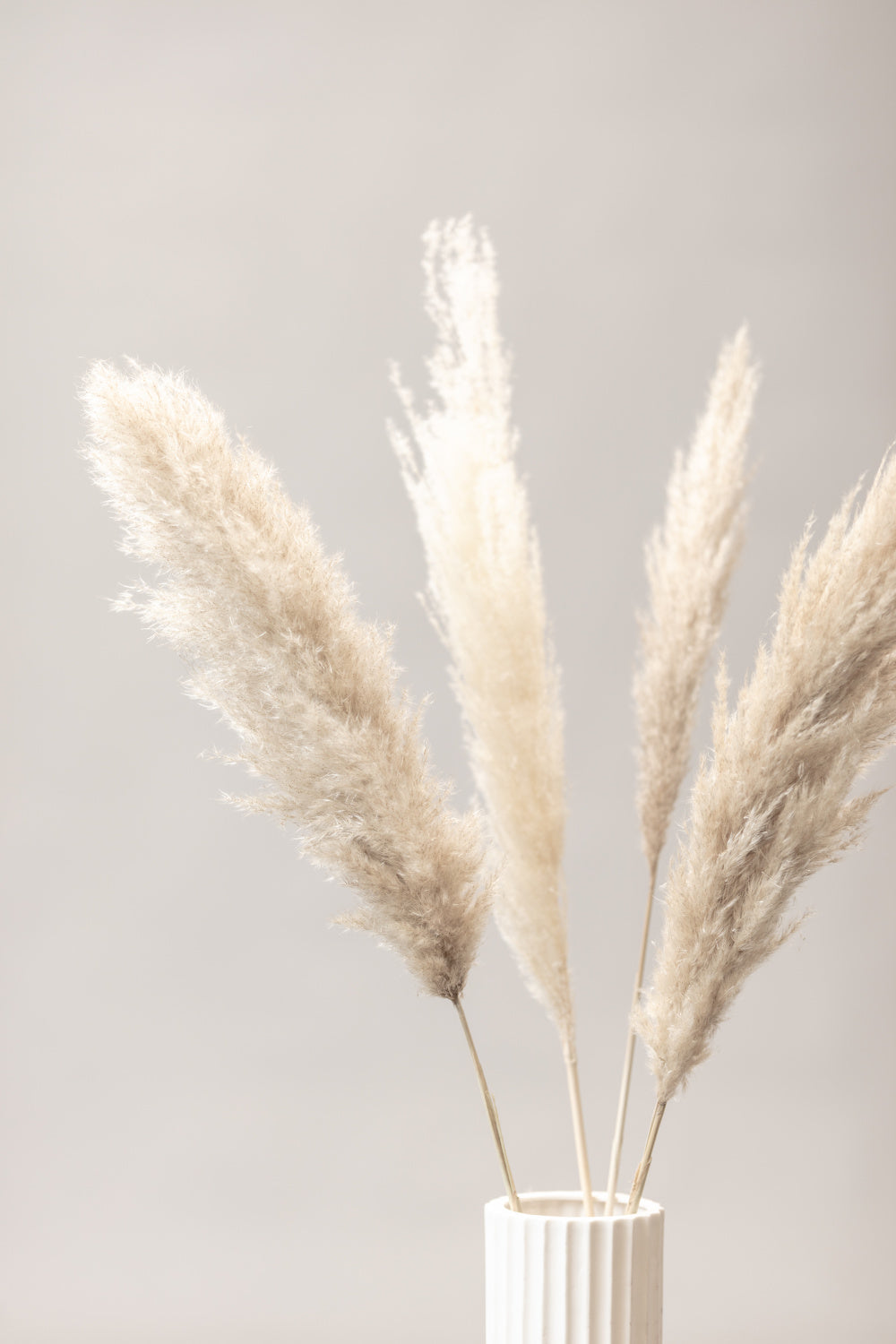 Pampas Grass Grey 05 Poster och Canvastavla