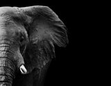 Elephant Poster och Canvastavla