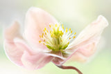Lenten Spring Poster och Canvastavla