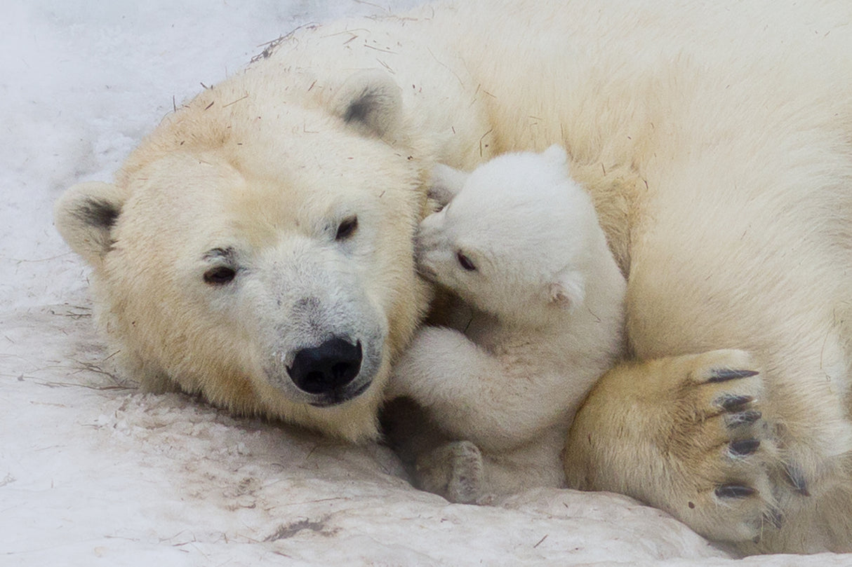 Polar bear with mom Poster och Canvastavla