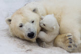 Polar bear with mom Poster och Canvastavla