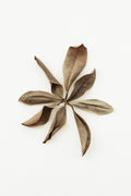 Dried Leaves_3 Poster och Canvastavla