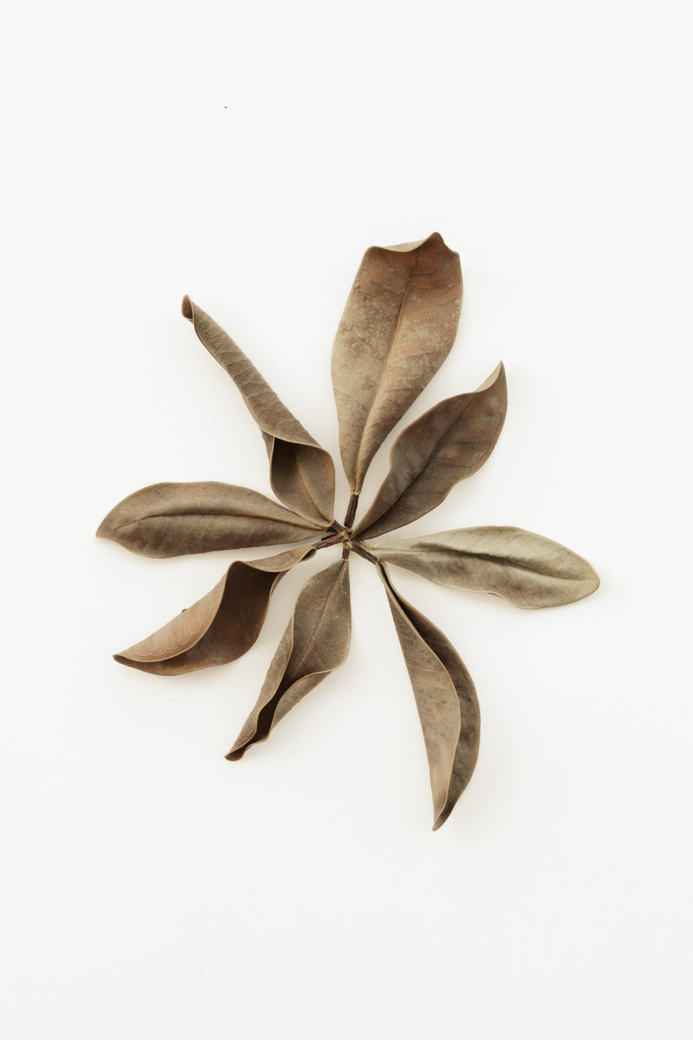 Dried Leaves_3 Poster och Canvastavla