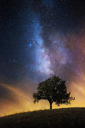 The dreamer's seat Poster och Canvastavla