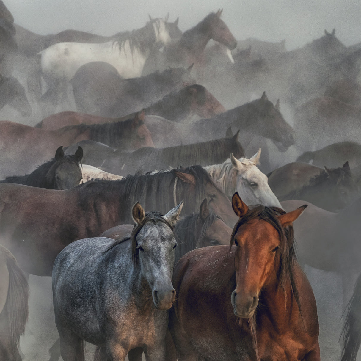 Two Horses Poster och Canvastavla