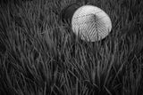 rice fields in bw Poster och Canvastavla