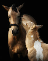 I love you mommy Poster och Canvastavla