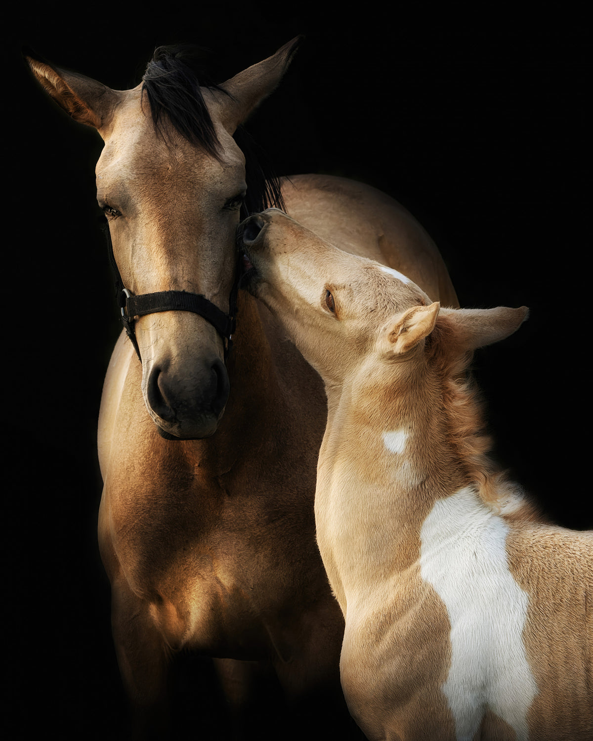 I love you mommy Poster och Canvastavla