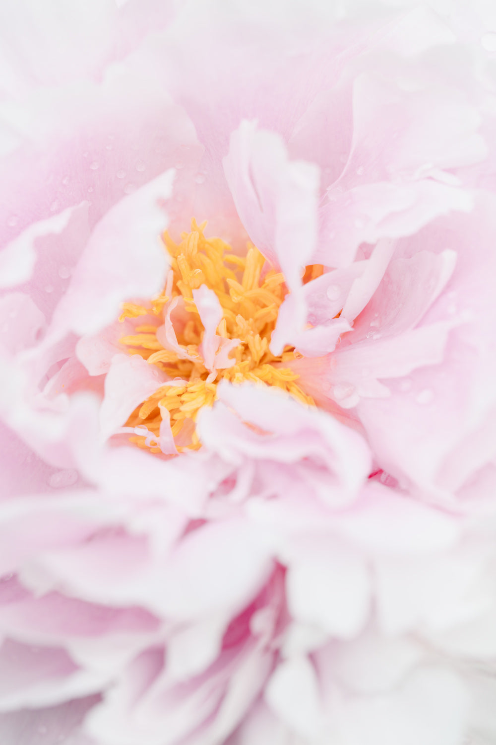 Peony_7 Poster och Canvastavla