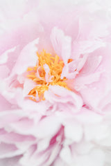 Peony_7 Poster och Canvastavla