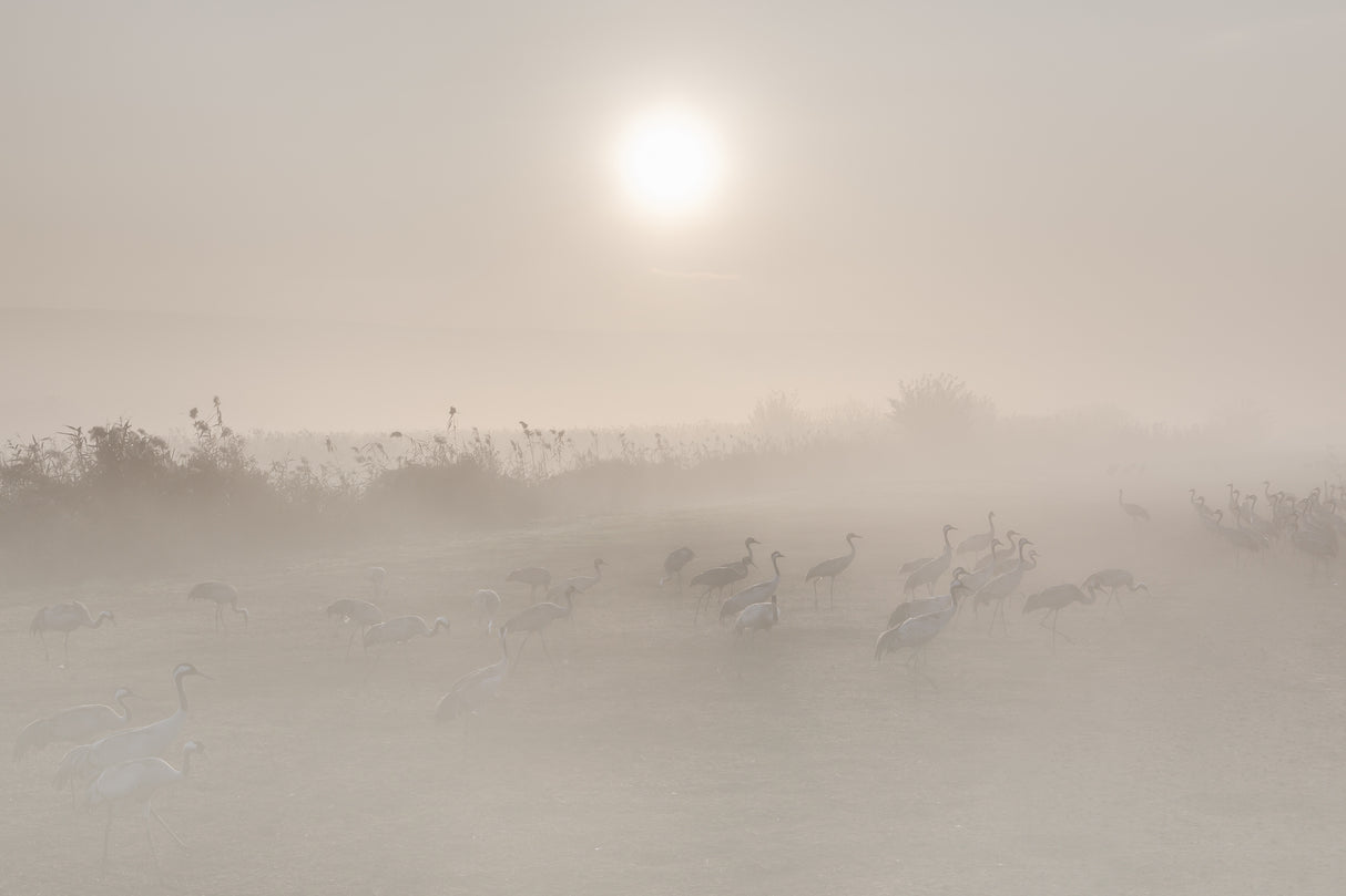 Misty morning... Poster och Canvastavla