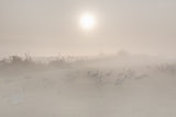 Misty morning... Poster och Canvastavla